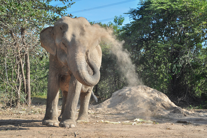 Chok Dee - Thai Elephant Refuge